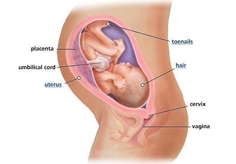 placenta-anterior