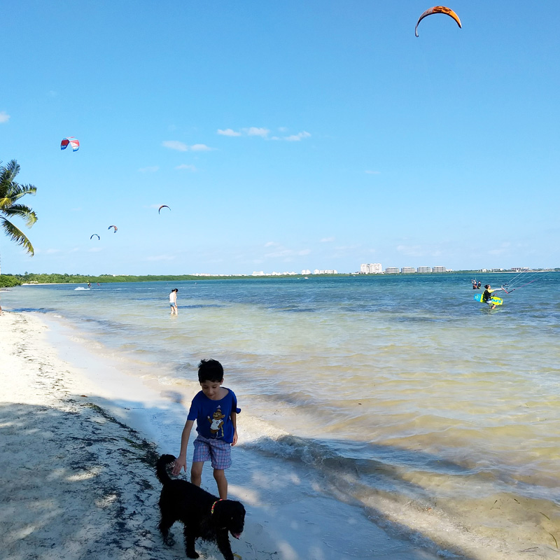 playas pet friendly cancun